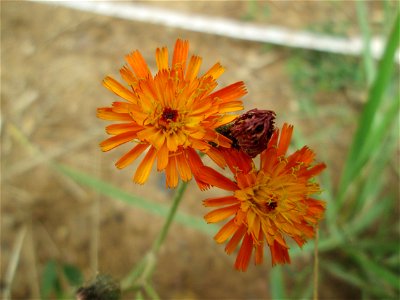 Orangerotes Habichtskraut (Hieracium aurantiacum) am Straßenrand bei Lutzerath
