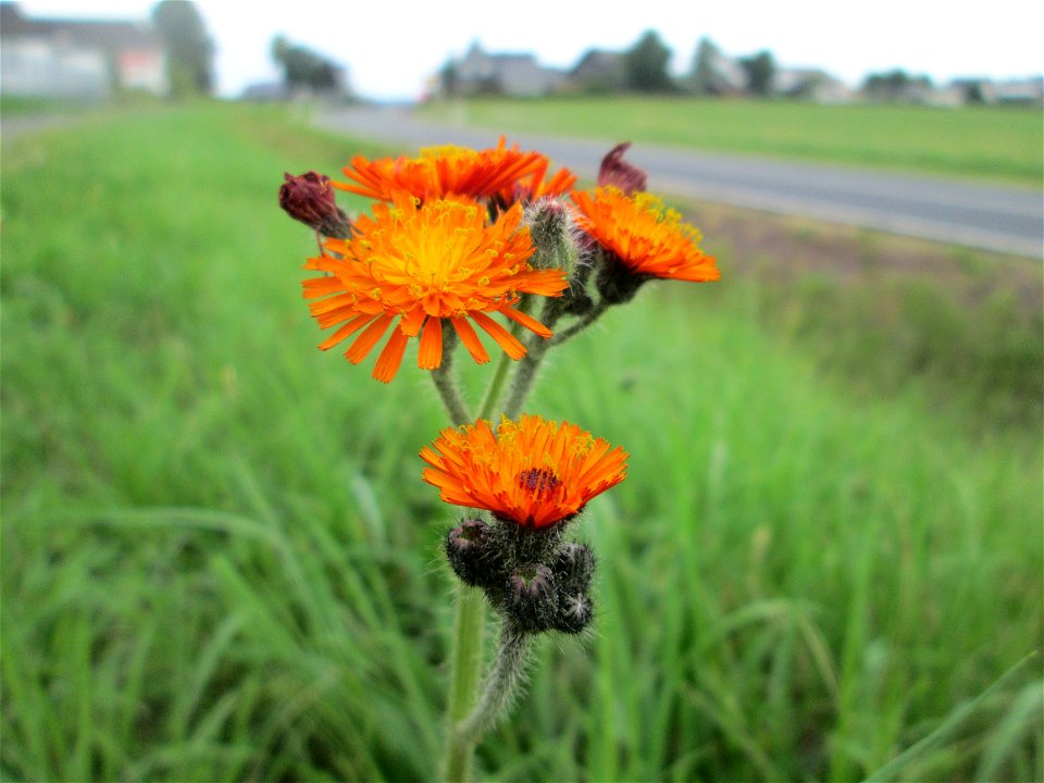 Orangerotes Habichtskraut (Hieracium aurantiacum) am Straßenrand bei Lutzerath