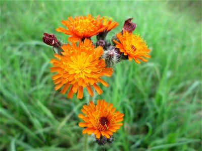 Orangerotes Habichtskraut (Hieracium aurantiacum) am Straßenrand bei Lutzerath