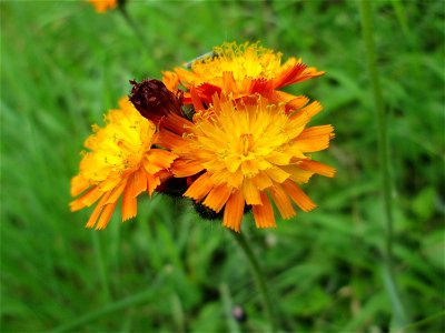 Orangerotes Habichtskraut (Hieracium aurantiacum) in Fechingen photo