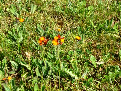 Flowering plants (species?) in a lawn at English garden, Ipswich, England. – Catsear weed in lawn at English garden, also known as flatweed, meadow or lawn weed, false dandelion. Note hairy stem and l