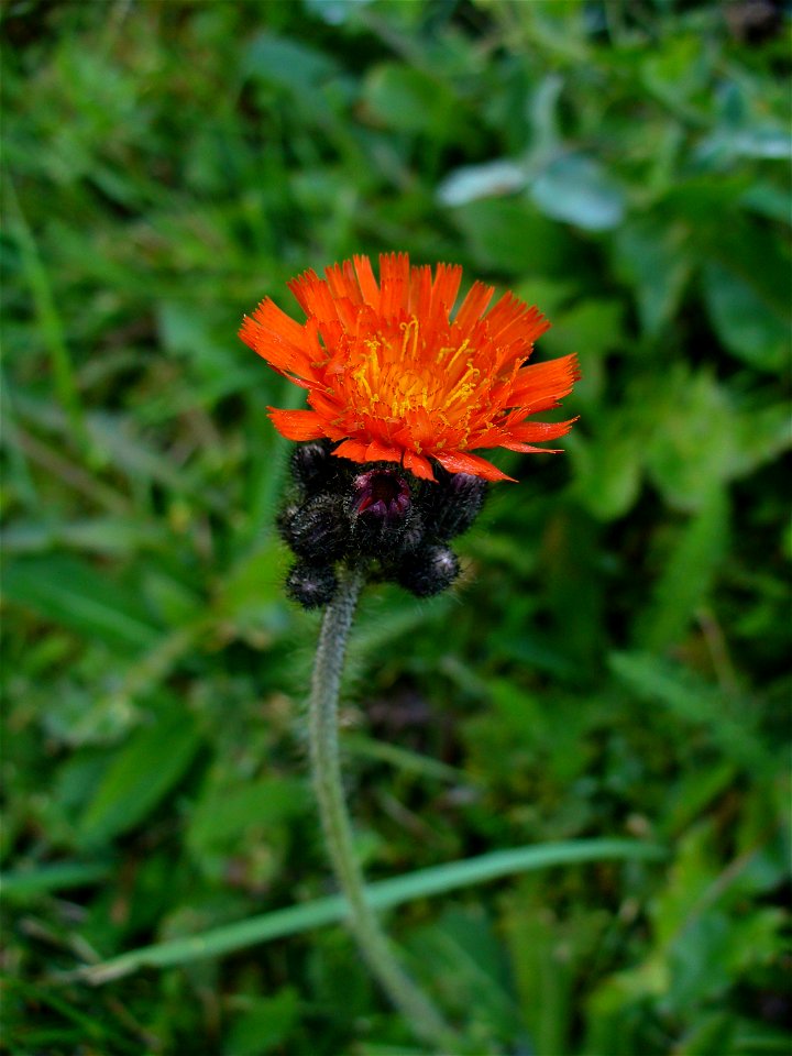 I am the originator of this photo. I hold the copyright. I release it to the public domain. This photo depicts a flower.