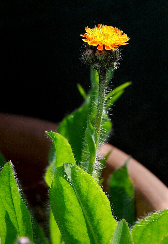 Orange hawkweed, Devil's paintbrush