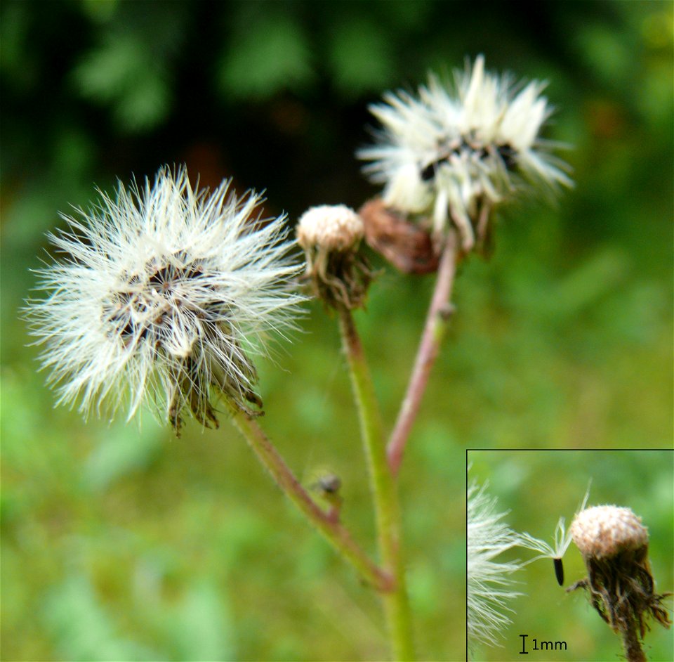 Hieracium aurantiacum pappus