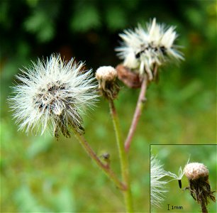 Hieracium aurantiacum pappus photo