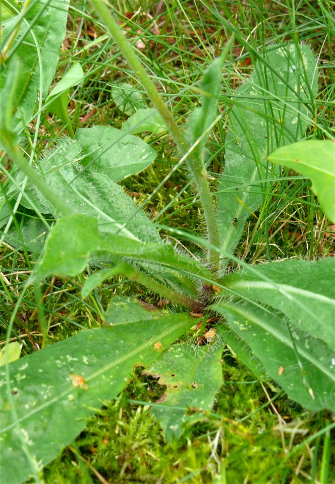 Hieracium aurantiacum plant