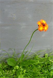 Pflanze auf dem Künzelsauer Friedhof