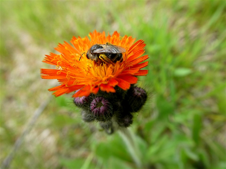 orange hawkweed (Pilosella aurantiaca)