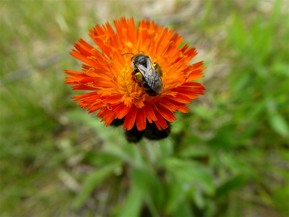 orange hawkweed (Pilosella aurantiaca)