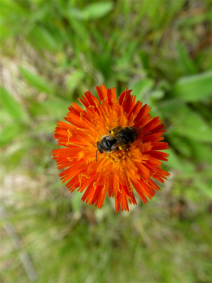 orange hawkweed (Pilosella aurantiaca) photo