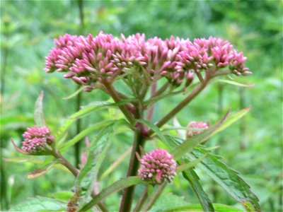 Gewöhnlicher Wasserdost (Eupatorium cannabinum) am Geißböckelgraben bei Philippsburg