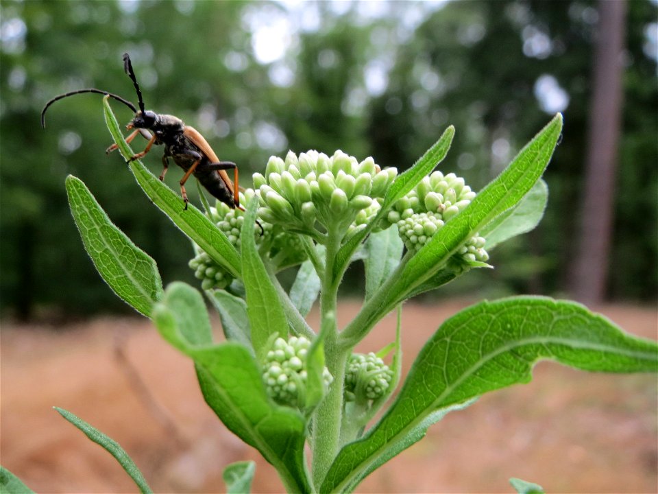 Wasserdost (Eupatorium cannabinum) im Schwetzinger Hardt