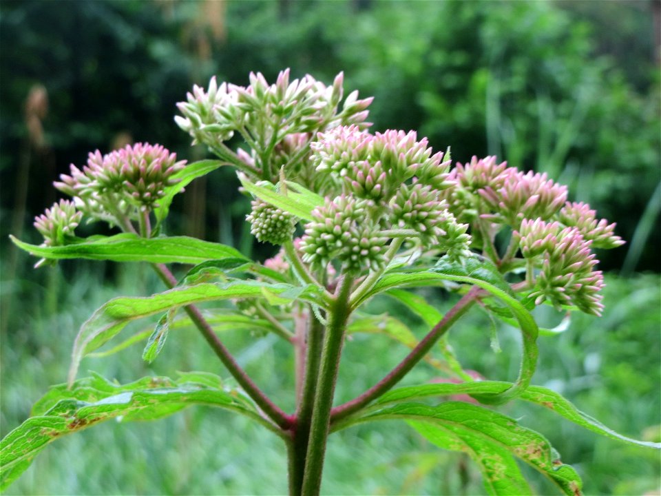 Wasserdost (Eupatorium cannabinum) am Geißböckelgraben bei Philippsburg