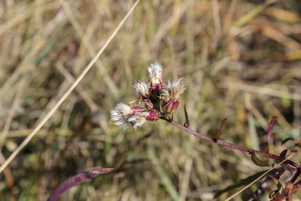 Field flowers in the fall of