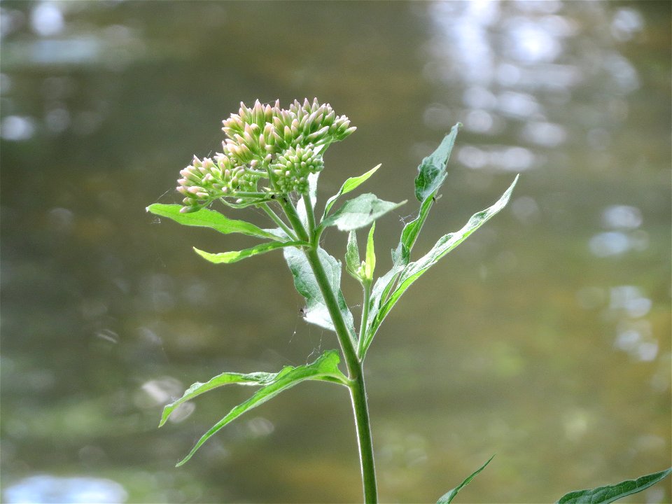 Wasserdost (Eupatorium cannabinum) am Kraichbach in Hockenheim