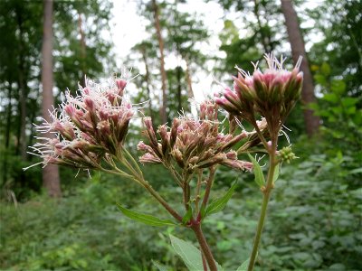 Gewöhnlicher Wasserdost (Eupatorium cannabinum) im Schwetzinger Hardt