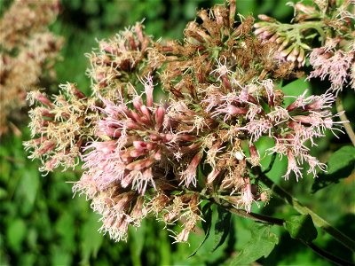 Gewöhnlicher Wasserdost (Eupatorium cannabinum) im Naturschutzgebiet Karl-Ludwig-See