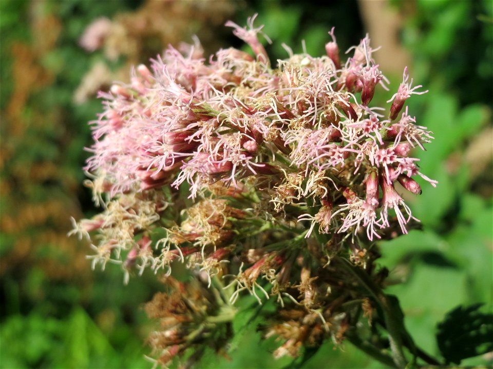 Gewöhnlicher Wasserdost (Eupatorium cannabinum) im Naturschutzgebiet Karl-Ludwig-See