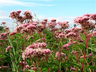 Gewöhnlicher Wasserdost (Eupatorium cannabinum) im Hockenheimer Rheinbogen