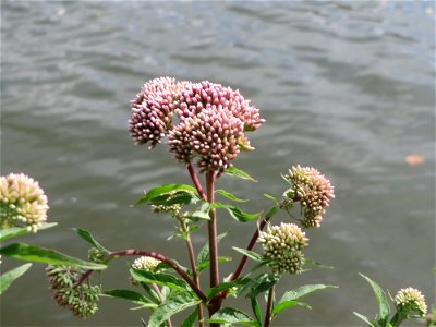 Gewöhnlicher Wasserdost (Eupatorium cannabinum) an der Saar in Saarbrücken