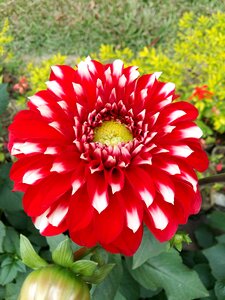 Flower steady nature