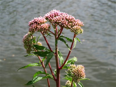 Gewöhnlicher Wasserdost (Eupatorium cannabinum) an der Saar in Saarbrücken