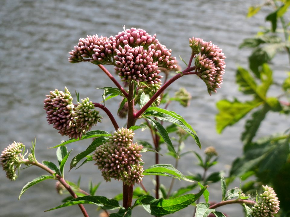 Gewöhnlicher Wasserdost (Eupatorium cannabinum) an der Saar in Saarbrücken