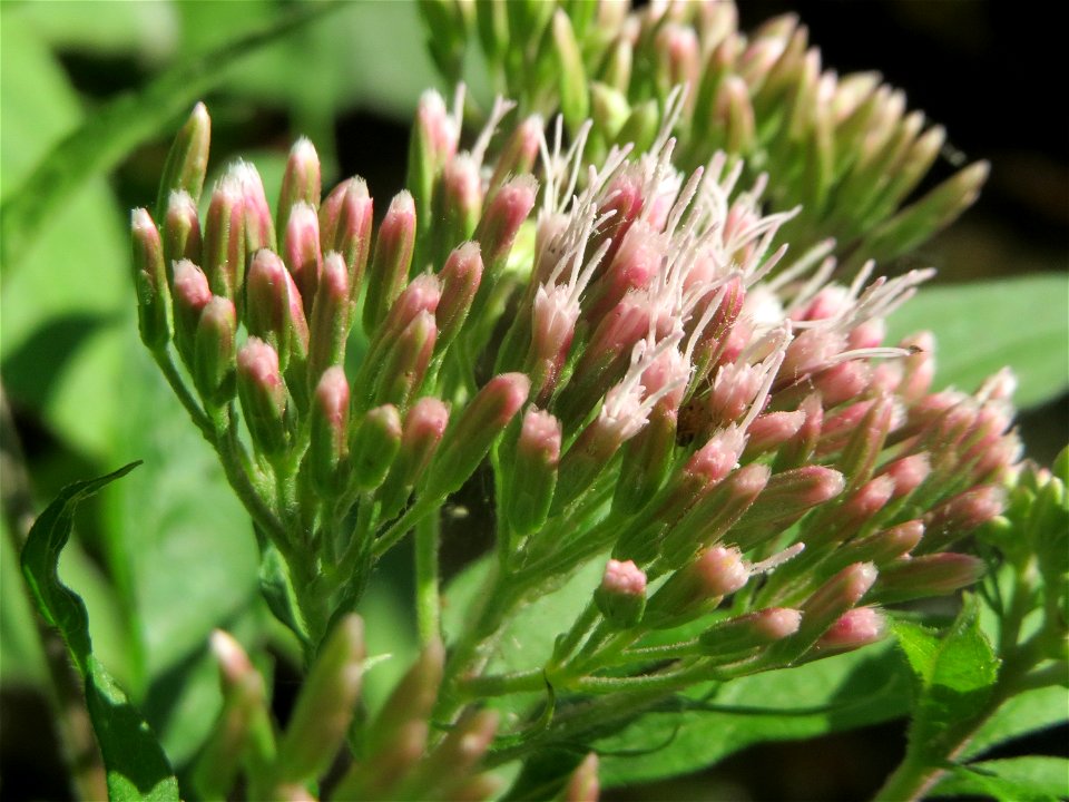 Gewöhnlicher Wasserdost (Eupatorium cannabinum) am Reilinger See