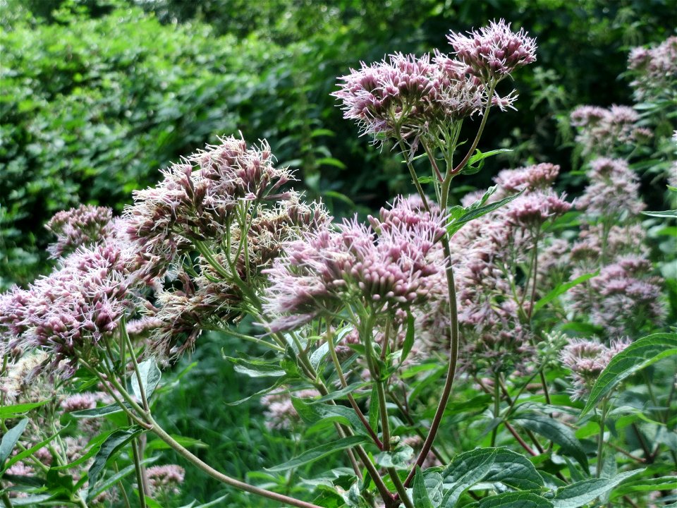 Gewöhnlicher Wasserdost (Eupatorium cannabinum) am Staden in Saarbrücken