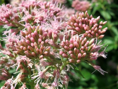 Gewöhnlicher Wasserdost (Eupatorium cannabinum) am Staden in Saarbrücken
