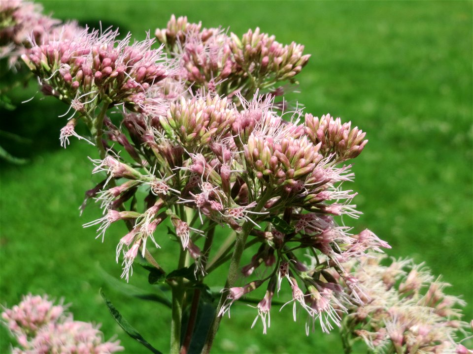 Gewöhnlicher Wasserdost (Eupatorium cannabinum) am Staden in Saarbrücken