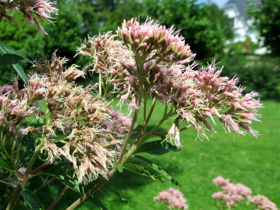 Gewöhnlicher Wasserdost (Eupatorium cannabinum) am Staden in Saarbrücken