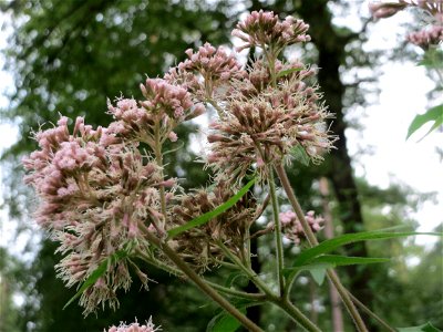 Gewöhnlicher Wasserdost (Eupatorium cannabinum) im Schwetzinger Hardt