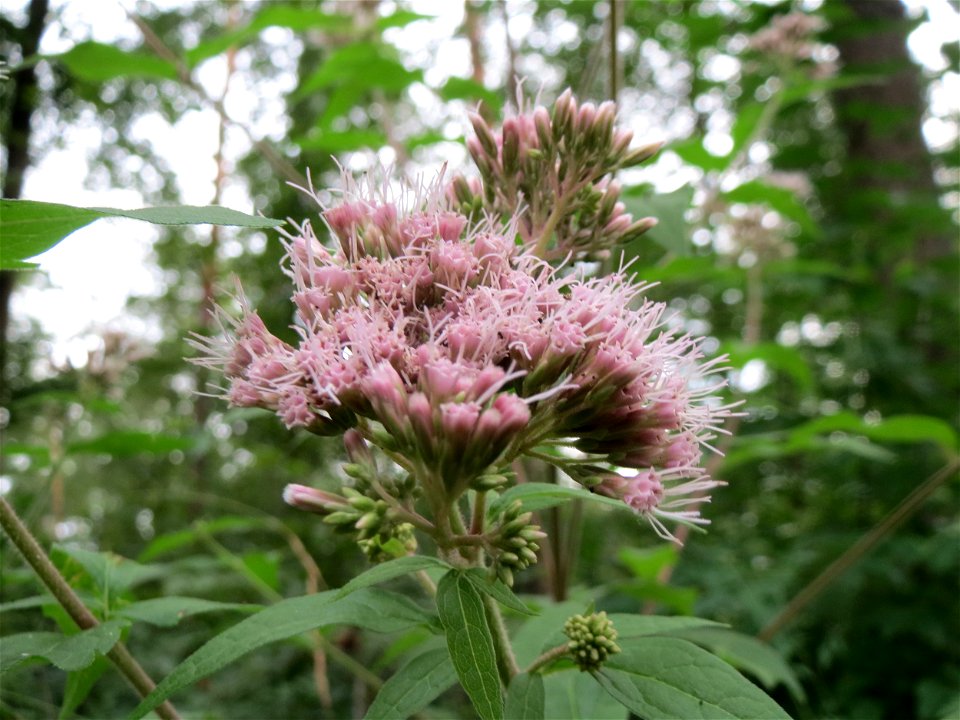 Gewöhnlicher Wasserdost (Eupatorium cannabinum) im Schwetzinger Hardt