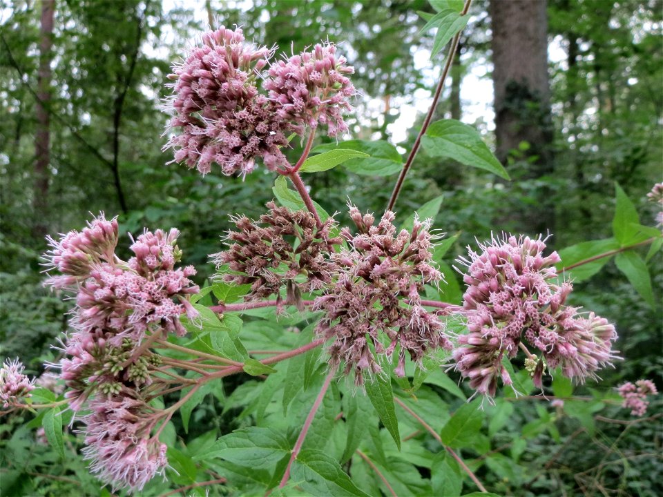 Gewöhnlicher Wasserdost (Eupatorium cannabinum) im Schwetzinger Hardt