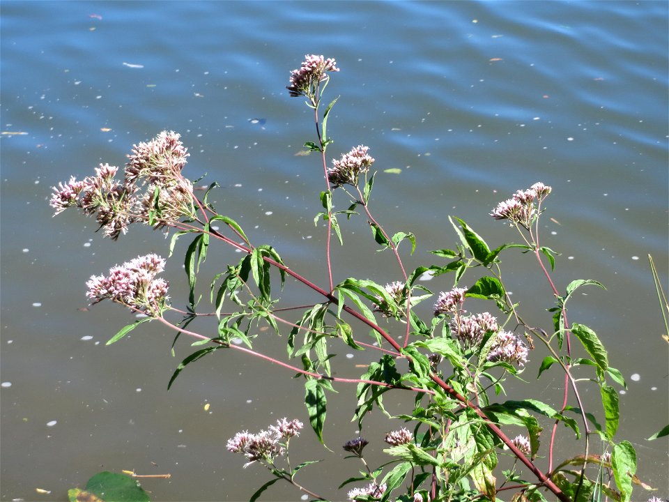 Gewöhnlicher Wasserdost (Eupatorium cannabinum) an der Saar in Saarbrücken