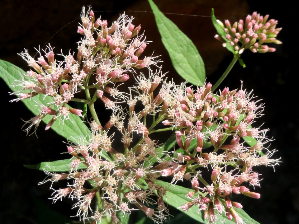 Gewöhnlicher Wasserdost (Eupatorium cannabinum) am Karlsplatzweg bei Klingenmünster