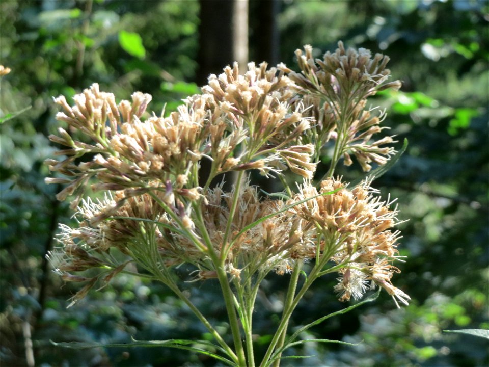 Gewöhnlicher Wasserdost (Eupatorium cannabinum) am Karlsplatzweg bei Klingenmünster