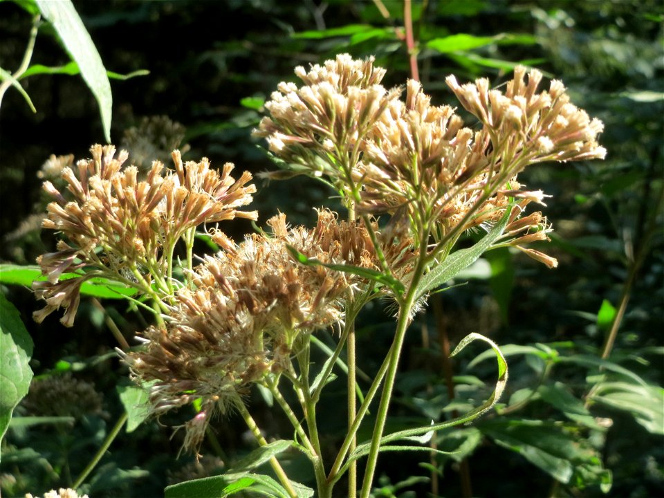 Gewöhnlicher Wasserdost (Eupatorium cannabinum) am Karlsplatzweg bei Klingenmünster