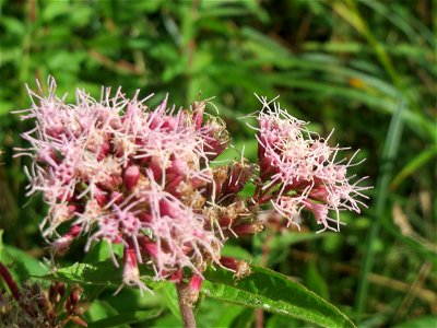 Gewöhnlicher Wasserdost (Eupatorium cannabinum) im Naturschutzgebiet Bachwiesen/Leopoldswiesen im Hockenheimer Rheinbogen