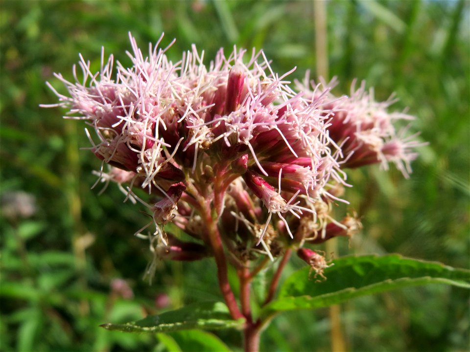 Gewöhnlicher Wasserdost (Eupatorium cannabinum) im Naturschutzgebiet Bachwiesen/Leopoldswiesen im Hockenheimer Rheinbogen