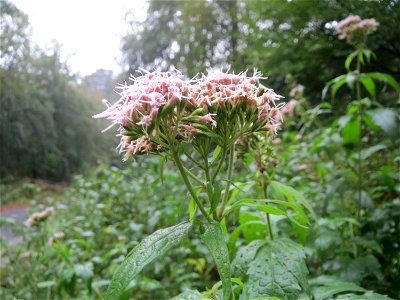 Gewöhnlicher Wasserdost (Eupatorium cannabinum) im Schwetzinger Hardt