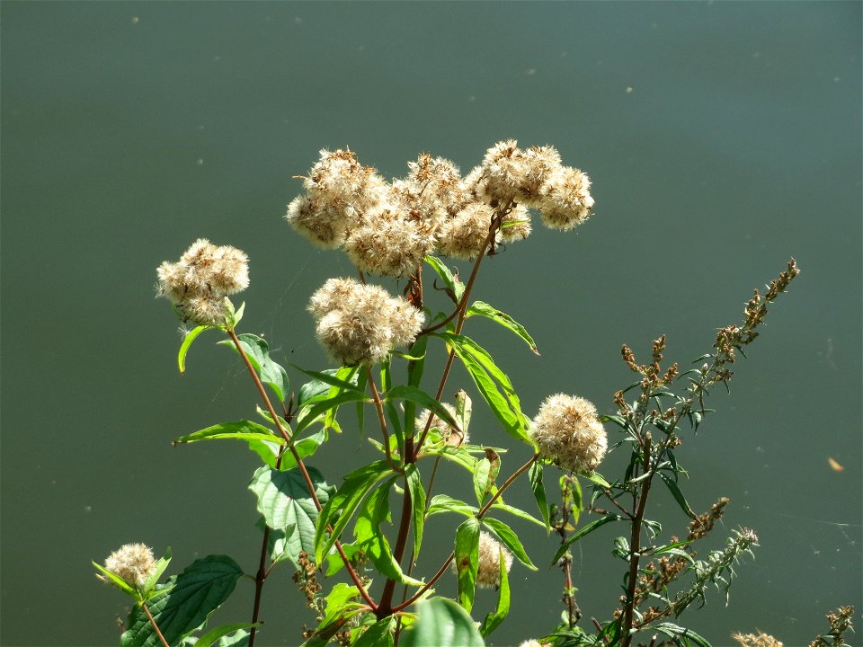 Gewöhnlicher Wasserdost (Eupatorium cannabinum) an der Saar in Saarbrücken