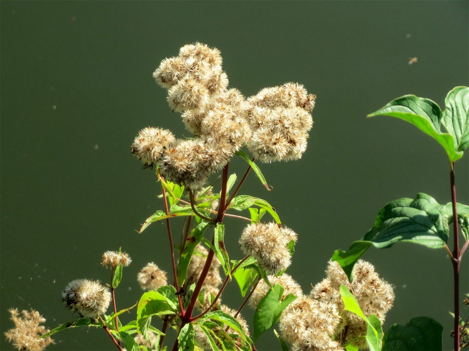 Gewöhnlicher Wasserdost (Eupatorium cannabinum) an der Saar in Saarbrücken