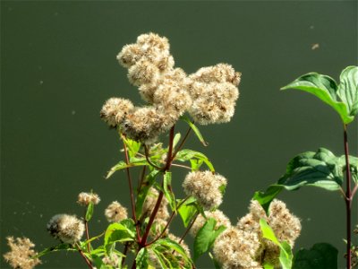Gewöhnlicher Wasserdost (Eupatorium cannabinum) an der Saar in Saarbrücken