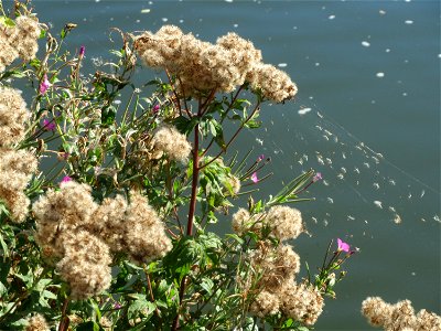 Gewöhnlicher Wasserdost (Eupatorium cannabinum) an der Saar in Saarbrücken