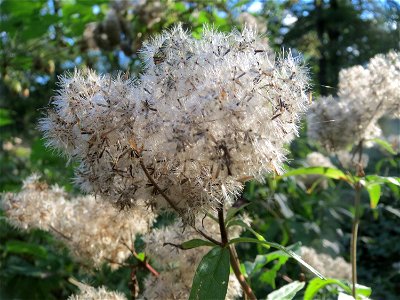 Gewöhnlicher Wasserdost (Eupatorium cannabinum) im Landschaftsschutzgebiet Saalbachniederung bei Waghäusel