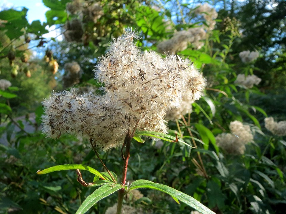 Gewöhnlicher Wasserdost (Eupatorium cannabinum) im Landschaftsschutzgebiet Saalbachniederung bei Waghäusel