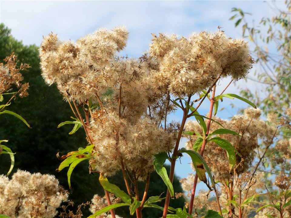 Gewöhnlicher Wasserdost (Eupatorium cannabinum) am Staden in Saarbrücken