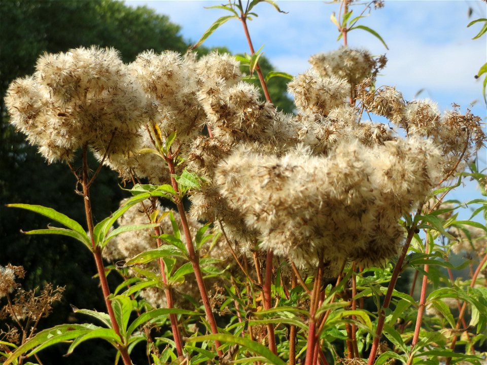 Gewöhnlicher Wasserdost (Eupatorium cannabinum) am Staden in Saarbrücken